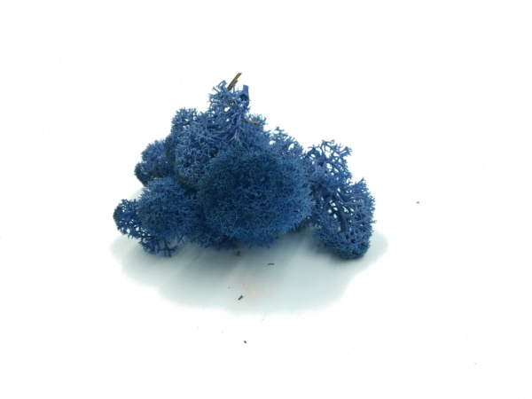 Norwegian Reindeer Moss ( Box 500g Gross ) Color Dark Blue